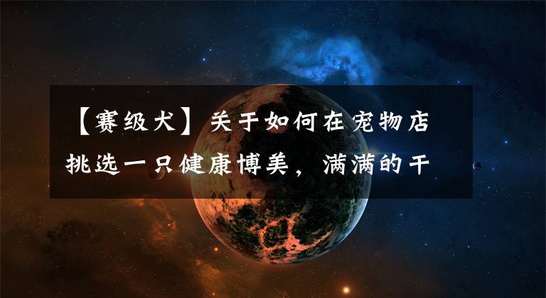 【赛级犬】关于如何在宠物店挑选一只健康博美，满满的干货介绍给你