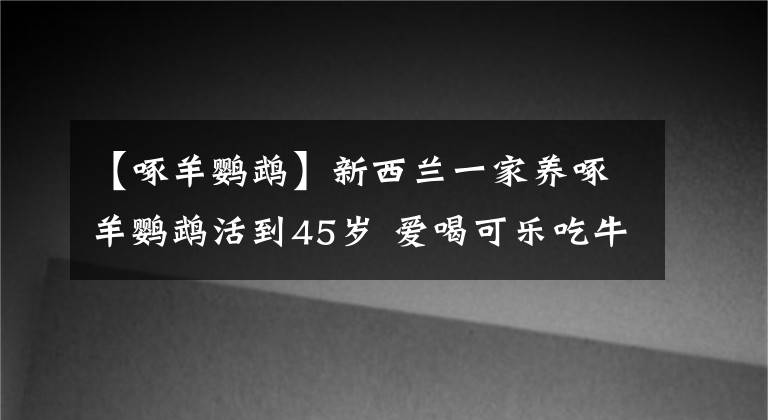 【啄羊鹦鹉】新西兰一家养啄羊鹦鹉活到45岁 爱喝可乐吃牛排