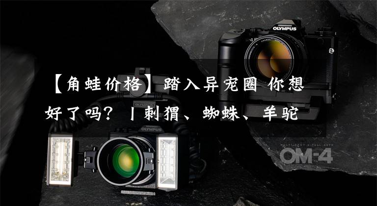 【角蛙价格】踏入异宠圈 你想好了吗?丨刺猬、蜘蛛、羊驼、蟑螂……获取渠道或涉违法,如弃养更会危害公共安全