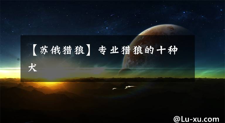 【苏俄猎狼】专业猎狼的十种犬