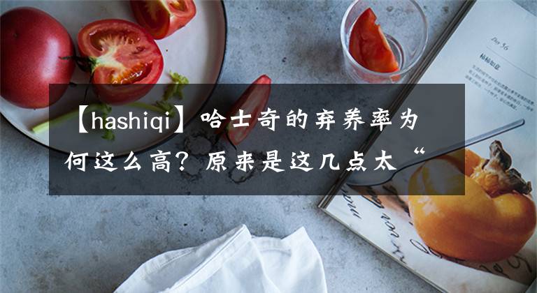 【hashiqi】哈士奇的弃养率为何这么高?原来是这几点太“遭人嫌”