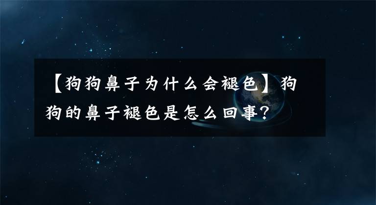 【狗狗鼻子为什么会褪色】狗狗的鼻子褪色是怎么回事?