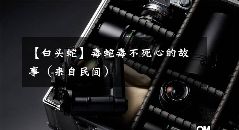【白头蛇】毒蛇毒不死心的故事（来自民间）