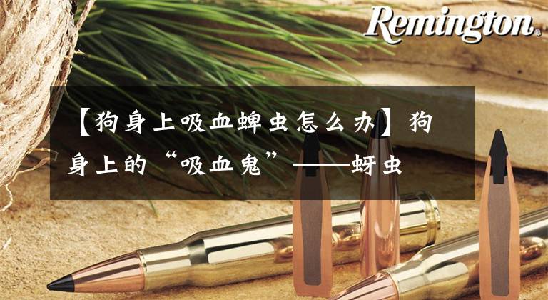 【狗身上吸血蜱虫怎么办】狗身上的“吸血鬼”——蚜虫