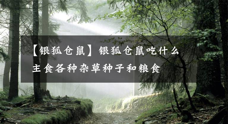 【银狐仓鼠】银狐仓鼠吃什么 主食各种杂草种子和粮食