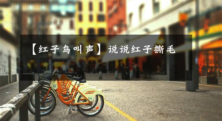 【红子鸟叫声】说说红子撕毛