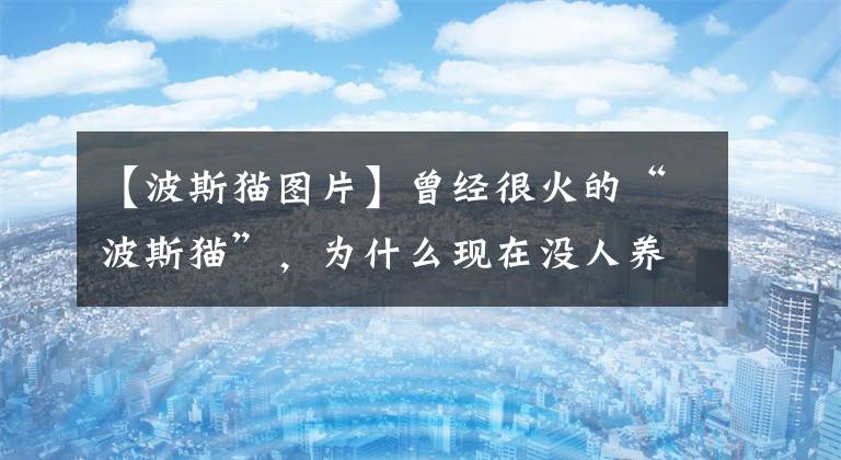 【波斯猫图片】曾经很火的“波斯猫”，为什么现在没人养了？网友：都是骗人的