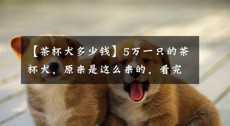 【茶杯犬多少钱】5万一只的茶杯犬，原来是这么来的，看完不会再买了