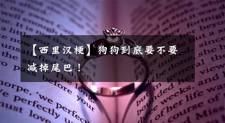 【西里汉梗】狗狗到底要不要减掉尾巴！