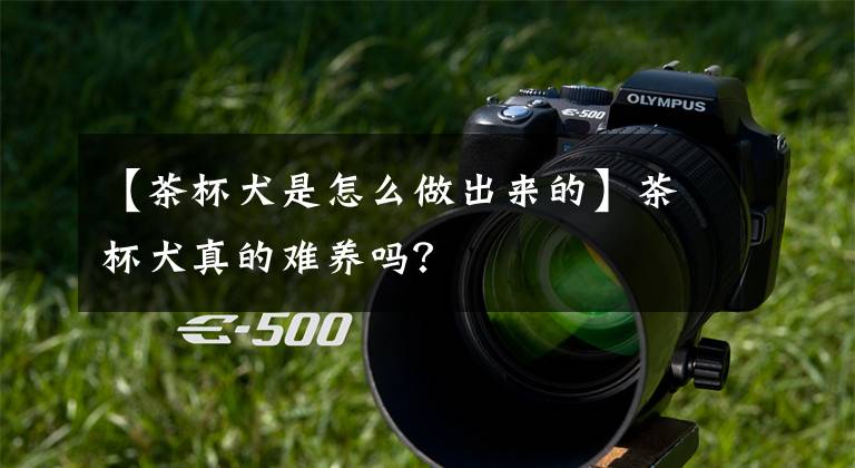 【茶杯犬是怎么做出来的】茶杯犬真的难养吗？