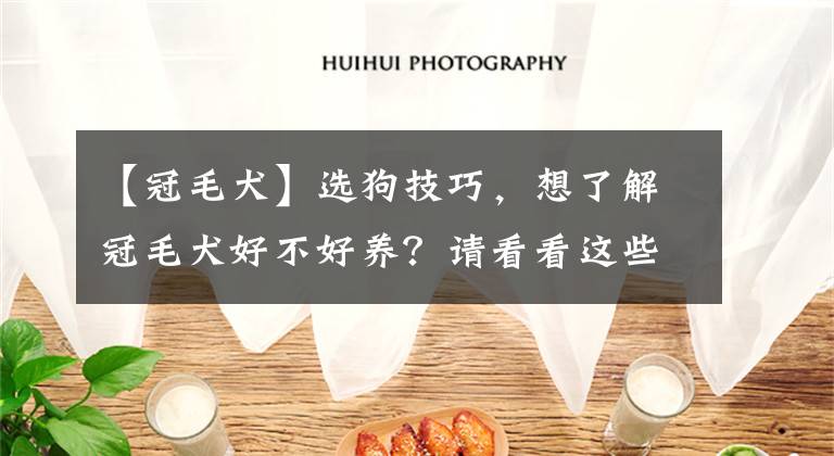 【冠毛犬】选狗技巧，想了解冠毛犬好不好养？请看看这些就知道了
