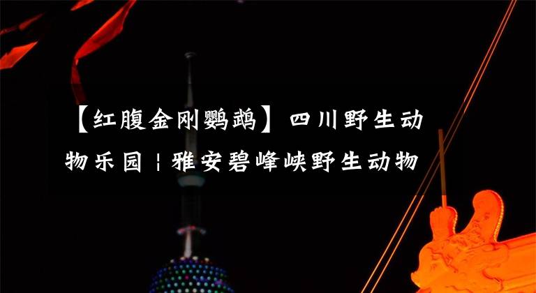 【红腹金刚鹦鹉】四川野生动物乐园 | 雅安碧峰峡野生动物世界