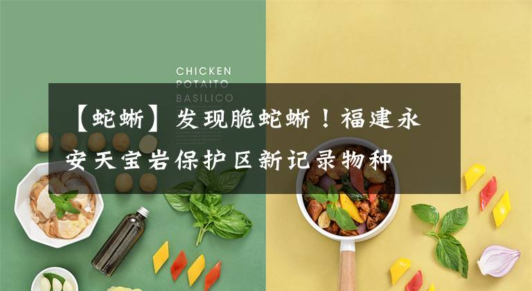 【蛇蜥】发现脆蛇蜥!福建永安天宝岩保护区新记录物种