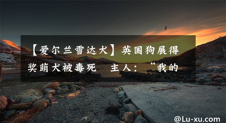 【爱尔兰雪达犬】英国狗展得奖萌犬被毒死　主人：“我的爱人，却遭杀害”