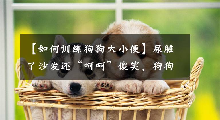 【如何训练狗狗大小便】尿脏了沙发还“呵呵”傻笑，狗狗的定点大小便训练