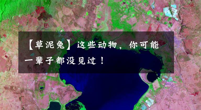【草泥兔】这些动物，你可能一辈子都没见过！
