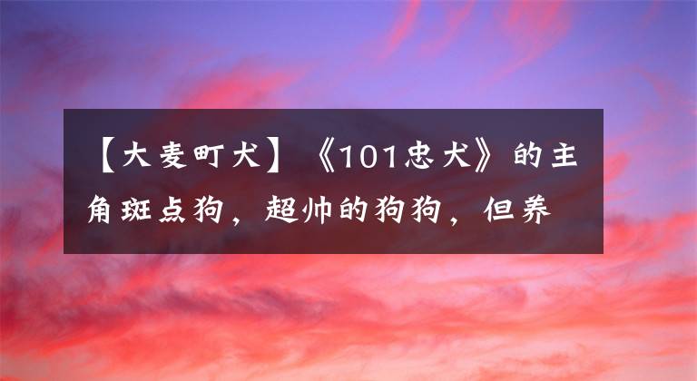 【大麦町犬】《101忠犬》的主角斑点狗，超帅的狗狗，但养的人很少