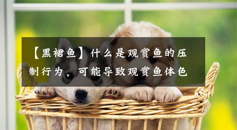 【黑裙鱼】什么是观赏鱼的压制行为,可能导致观赏鱼体色暗淡生病吗?