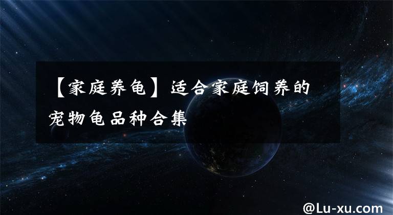 【家庭养龟】适合家庭饲养的宠物龟品种合集