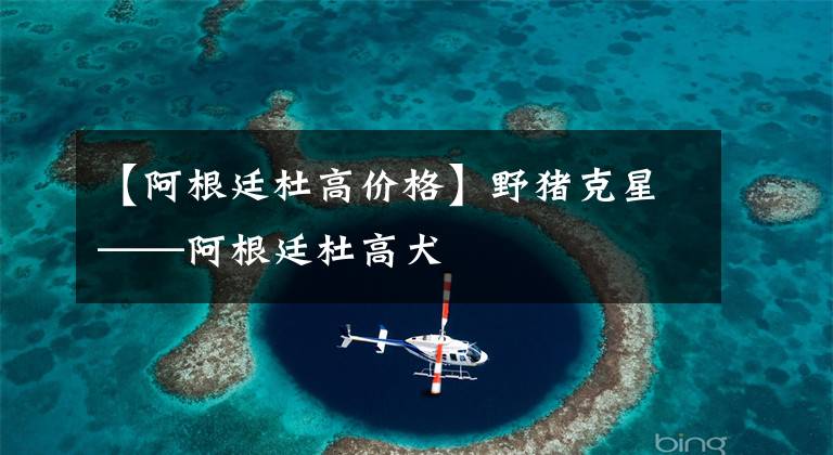 【阿根廷杜高价格】野猪克星——阿根廷杜高犬