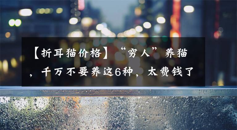 【折耳猫价格】“穷人”养猫，千万不要养这6种，太费钱了