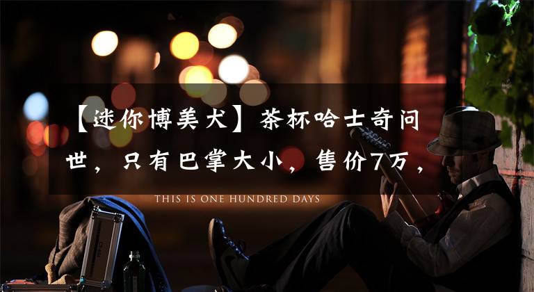 【迷你博美犬】茶杯哈士奇问世，只有巴掌大小，售价7万，这也太可爱了