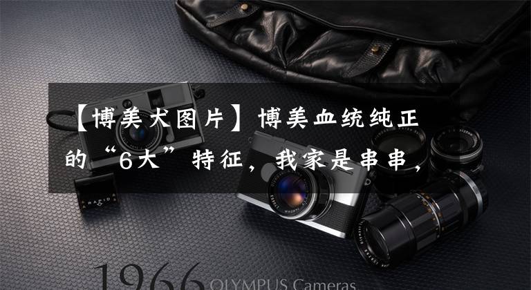 【博美犬图片】博美血统纯正的“6大”特征，我家是串串，你家呢？