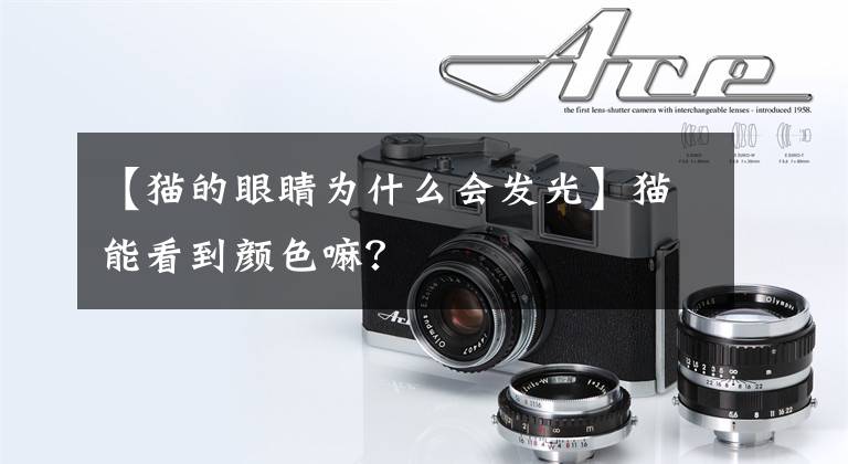 【猫的眼睛为什么会发光】猫能看到颜色嘛?