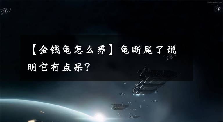 【金钱龟怎么养】龟断尾了说明它有点呆？