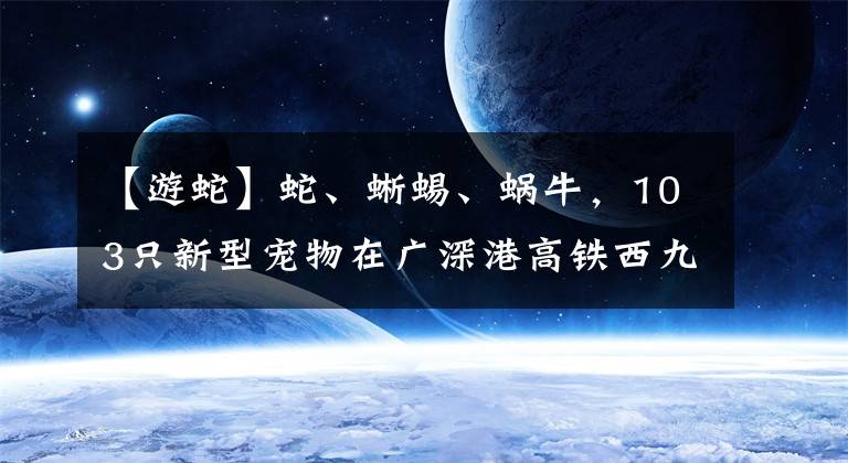 【游蛇】蛇、蜥蜴、蜗牛,103只新型宠物在广深港高铁西九龙站口岸被截