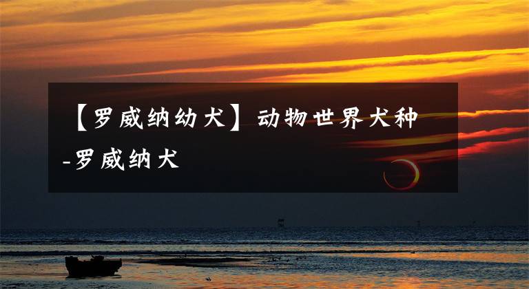 【罗威纳幼犬】动物世界犬种-罗威纳犬
