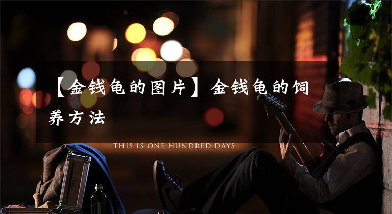 【金钱龟的图片】金钱龟的饲养方法