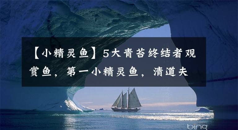 【小精灵鱼】5大青苔终结者观赏鱼,第一小精灵鱼,清道夫仅排第四!
