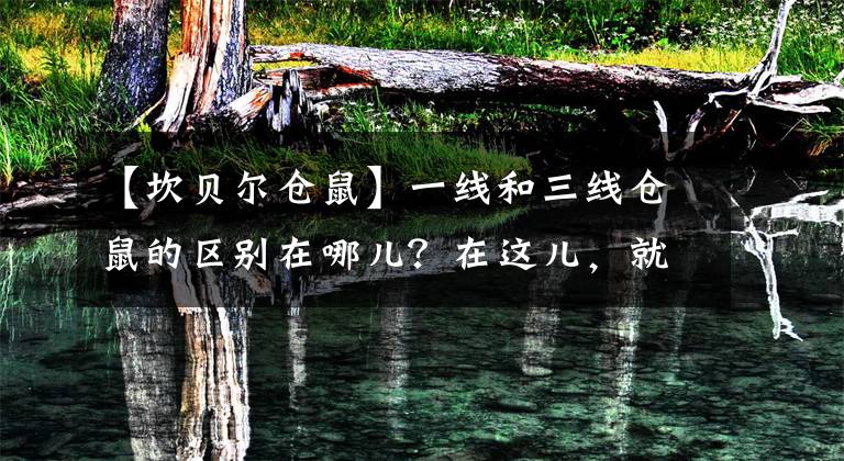 【坎贝尔仓鼠】一线和三线仓鼠的区别在哪儿？在这儿，就在这儿……