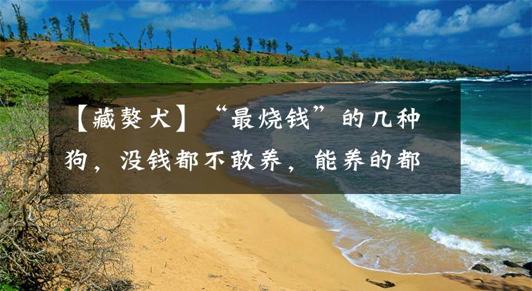 【藏獒犬】“最烧钱”的几种狗,没钱都不敢养,能养的都不是普通人