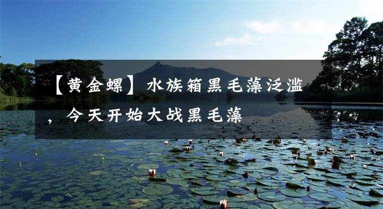 【黄金螺】水族箱黑毛藻泛滥，今天开始大战黑毛藻