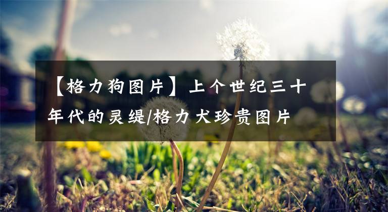 【格力狗图片】上个世纪三十年代的灵缇/格力犬珍贵图片