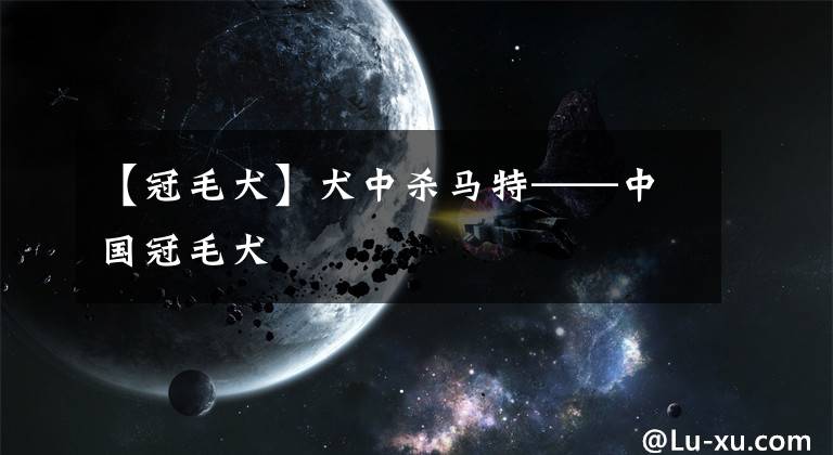 【冠毛犬】犬中杀马特——中国冠毛犬