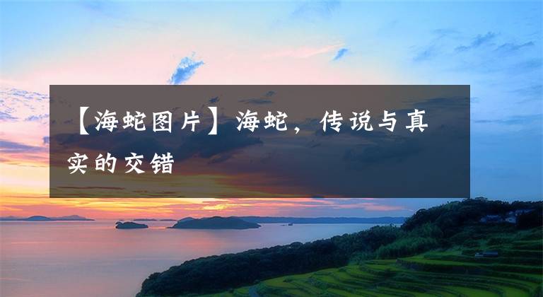 【海蛇图片】海蛇，传说与真实的交错