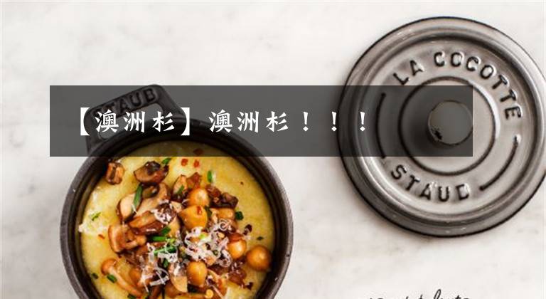 【澳洲杉】澳洲杉!!!