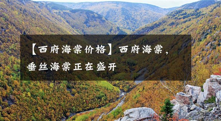 【西府海棠价格】西府海棠，垂丝海棠正在盛开