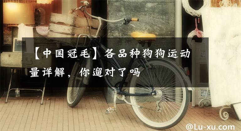 【中国冠毛】各品种狗狗运动量详解,你遛对了吗