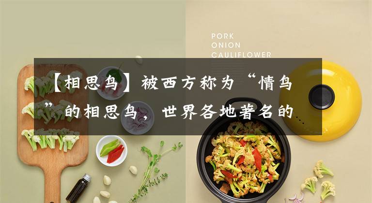 【相思鸟】被西方称为“情鸟”的相思鸟,世界各地著名的笼养观赏鸟之一