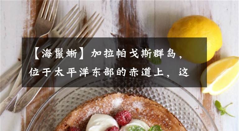 【海鬣蜥】加拉帕戈斯群岛,位于太平洋东部的赤道上,这里的海洋陆地生物异常丰富,达尔文的进化论曾使它闻名于世。 加拉帕戈斯陆龟,是世界上最大的乌龟,具有超过170年的潜在寿命。 海鬣蜥,是加岛独有的生物