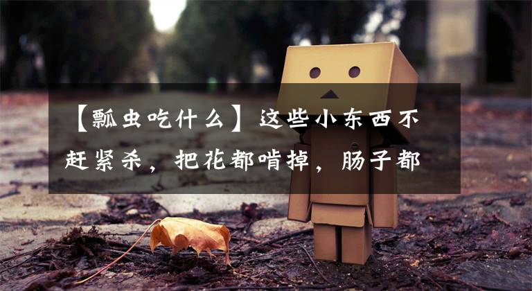 【瓢虫吃什么】这些小东西不赶紧杀，把花都啃掉，肠子都快悔青了