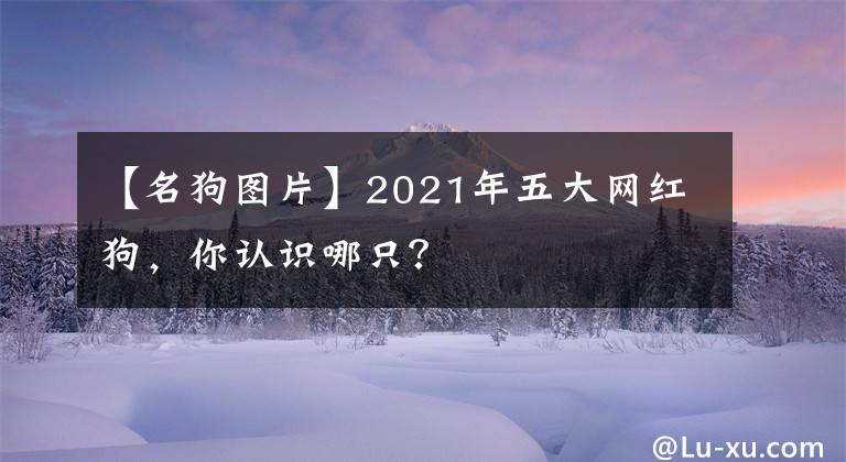 【名狗图片】2021年五大网红狗,你认识哪只?