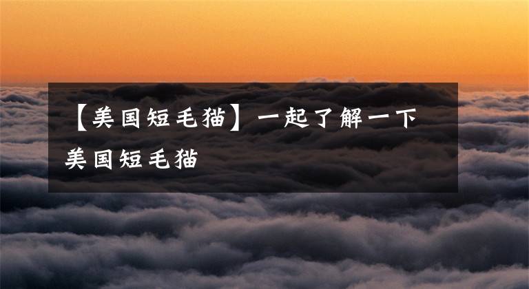 【美国短毛猫】一起了解一下美国短毛猫
