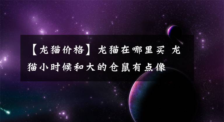 【龙猫价格】龙猫在哪里买 龙猫小时候和大的仓鼠有点像