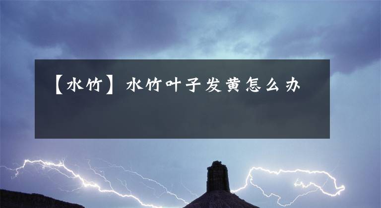 【水竹】水竹叶子发黄怎么办