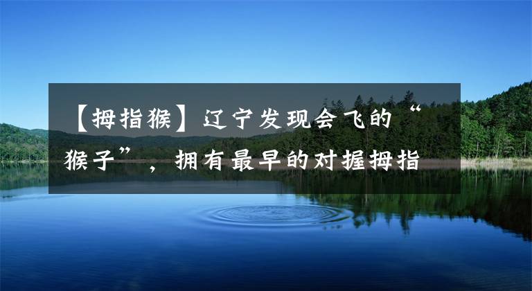 【拇指猴】辽宁发现会飞的“猴子”,拥有最早的对握拇指,常年在树上生活